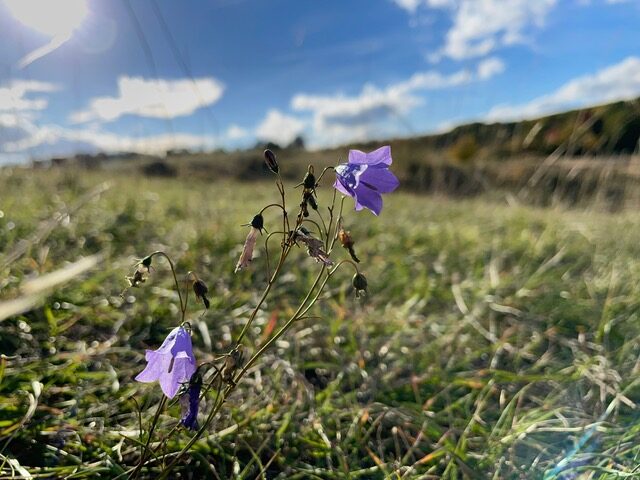 Glockenblume, Foto Olaf Glage