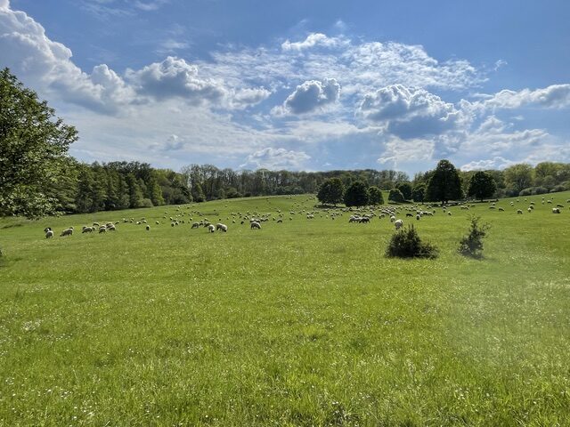 Trockenrasenflächen, Foto Olaf Glage